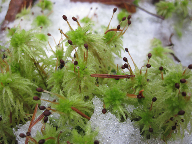 Sphagnum squarrosum